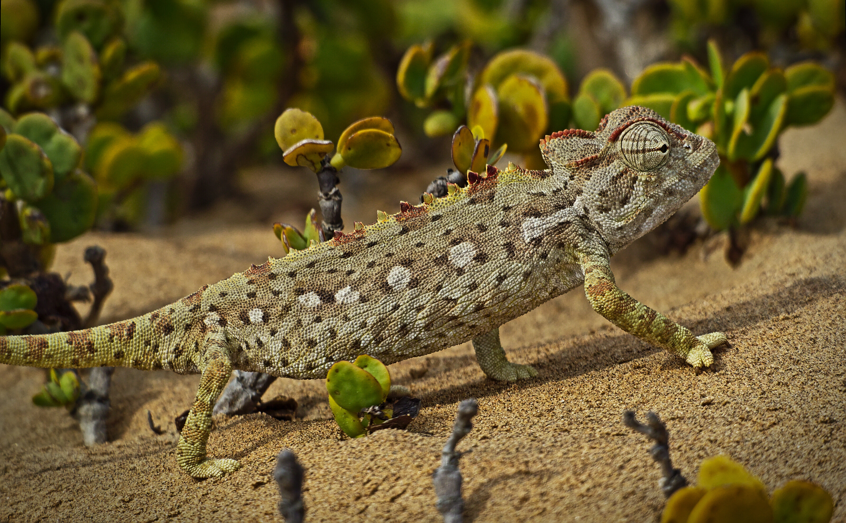 Desert Chameleon