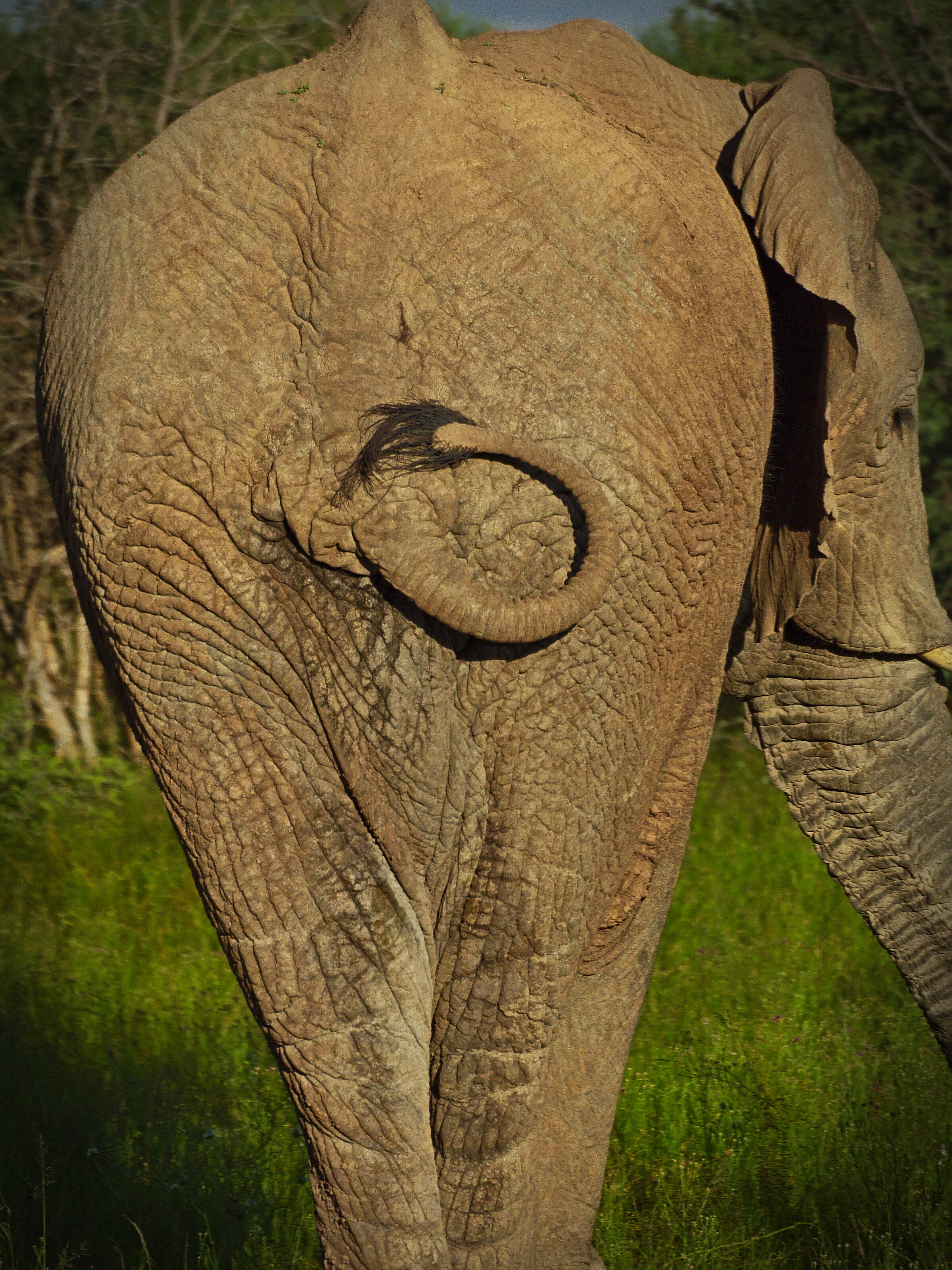 Elephant