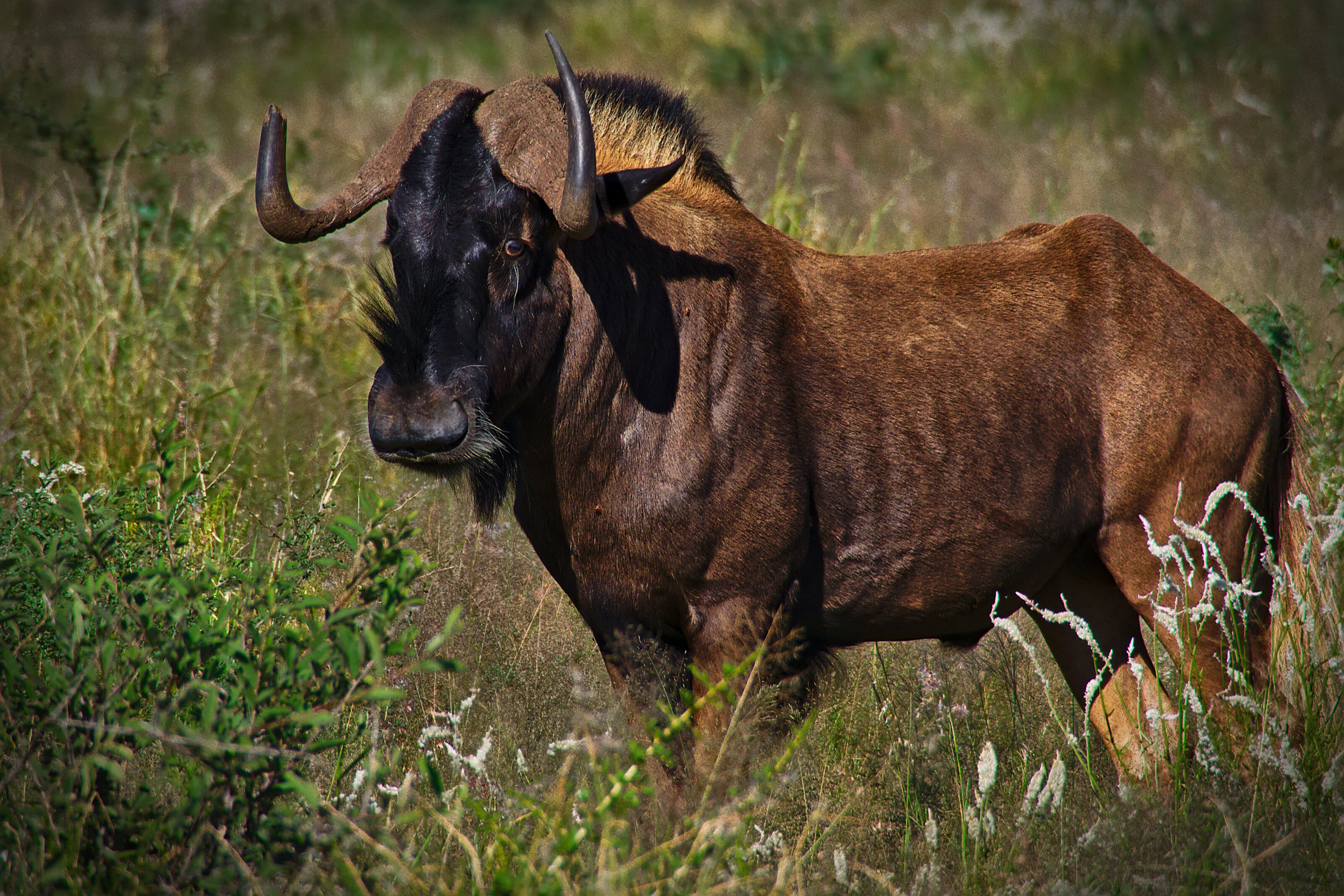 Wildebeest