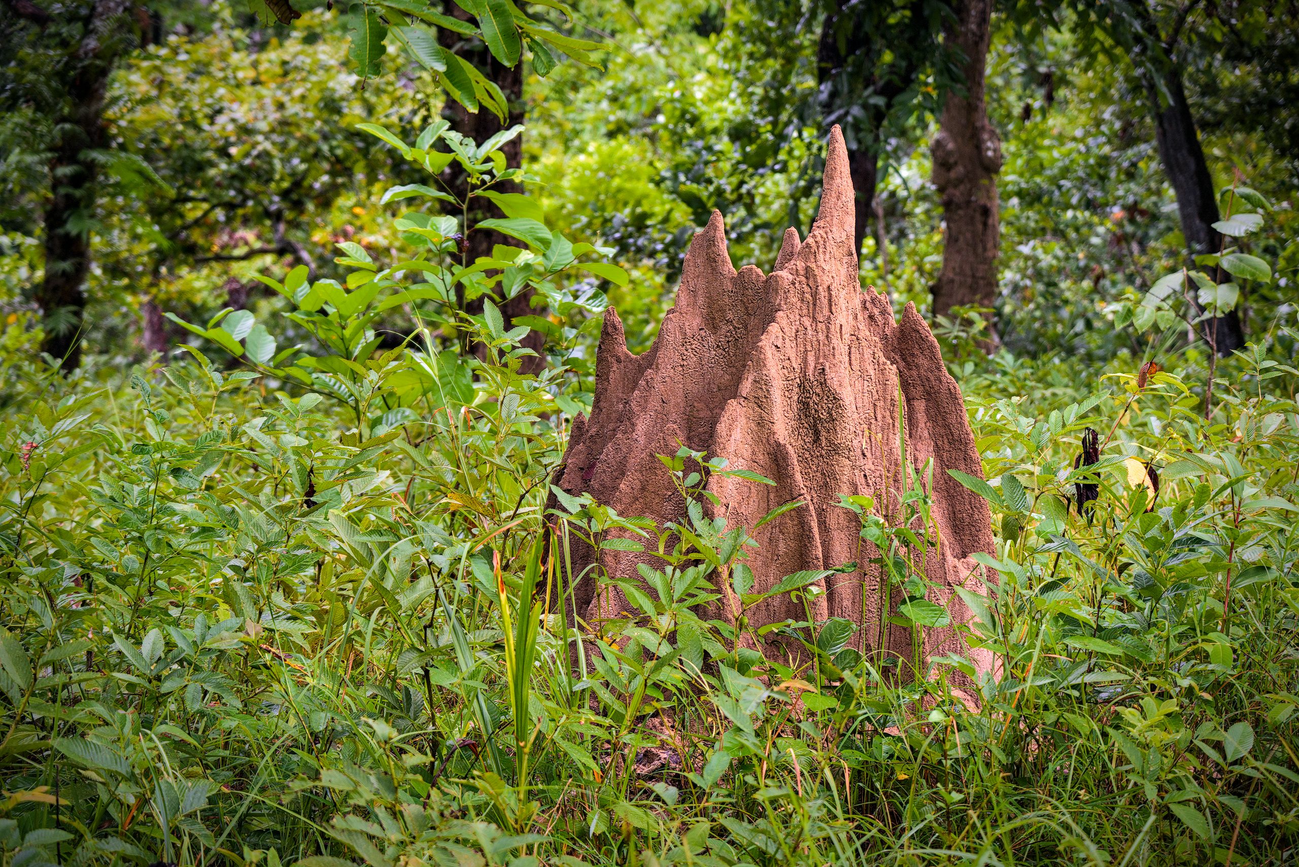 Termite Mound