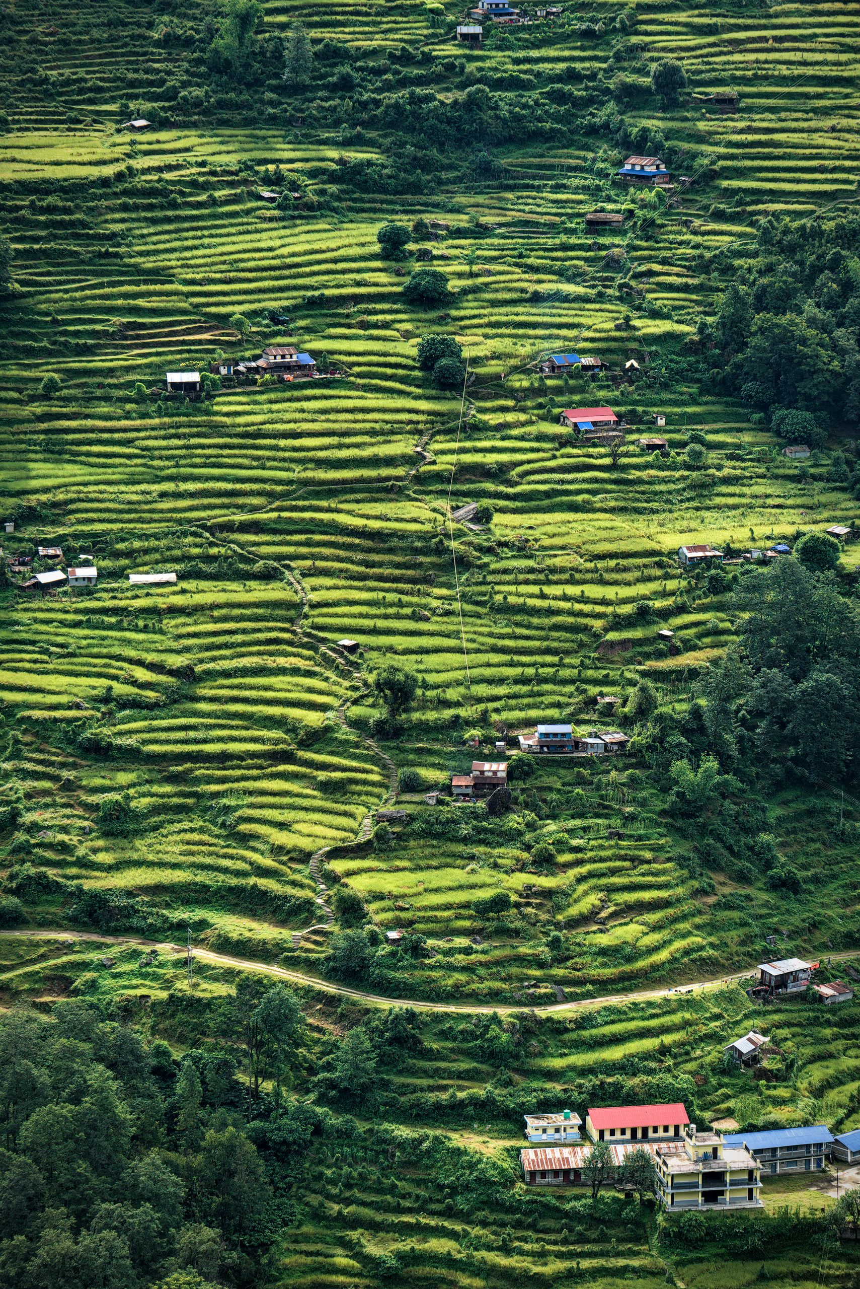 Terraced Fields