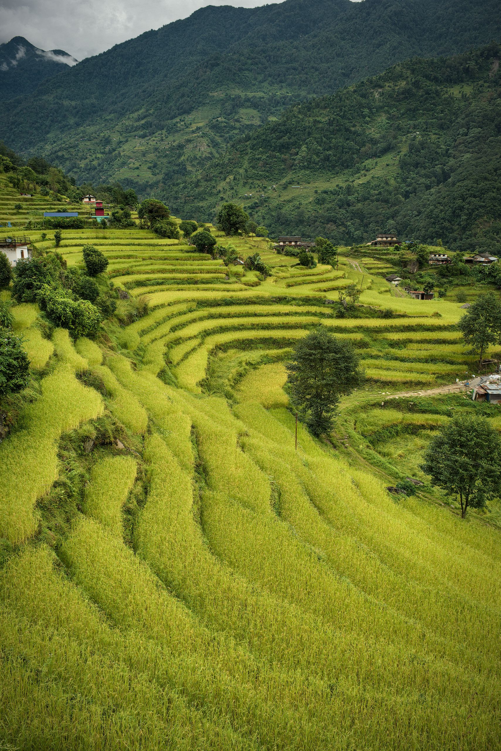 Terraced Fields