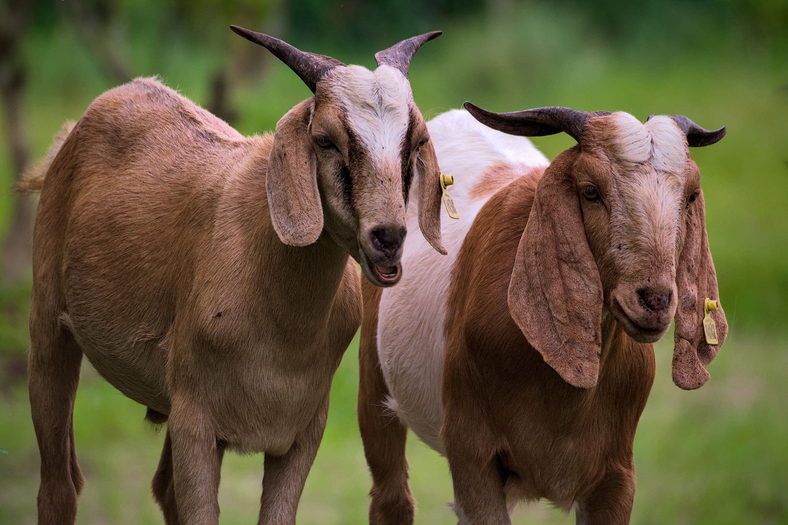 Chitwan National Park