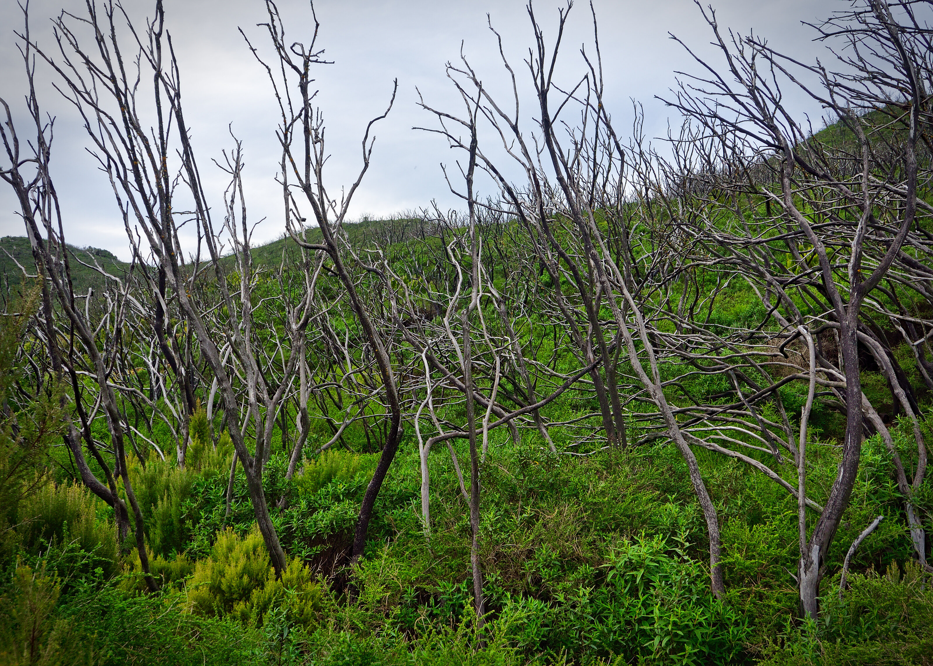 Recovering from Forest Fire