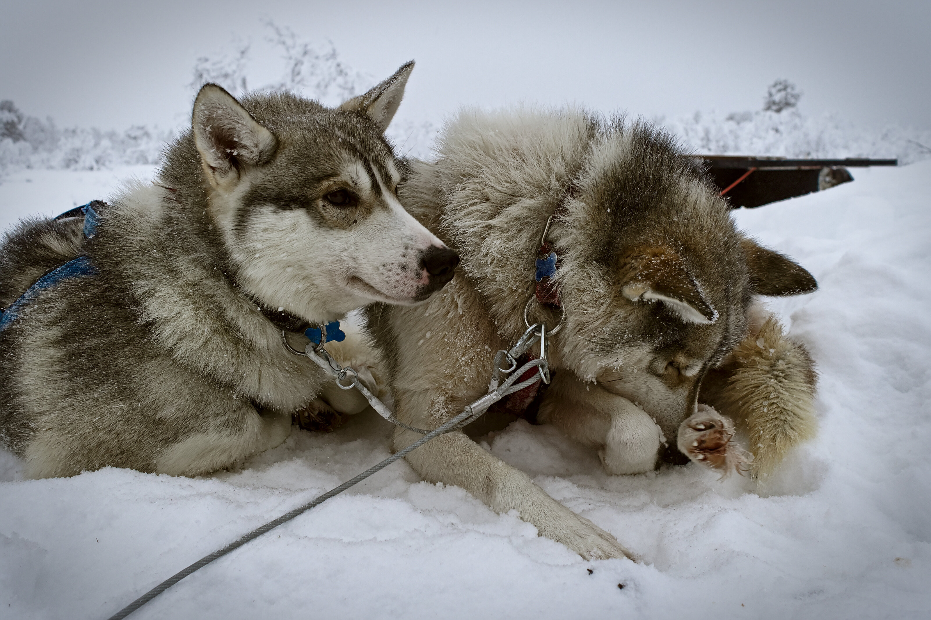 Lead Dogs at the Lunch Break