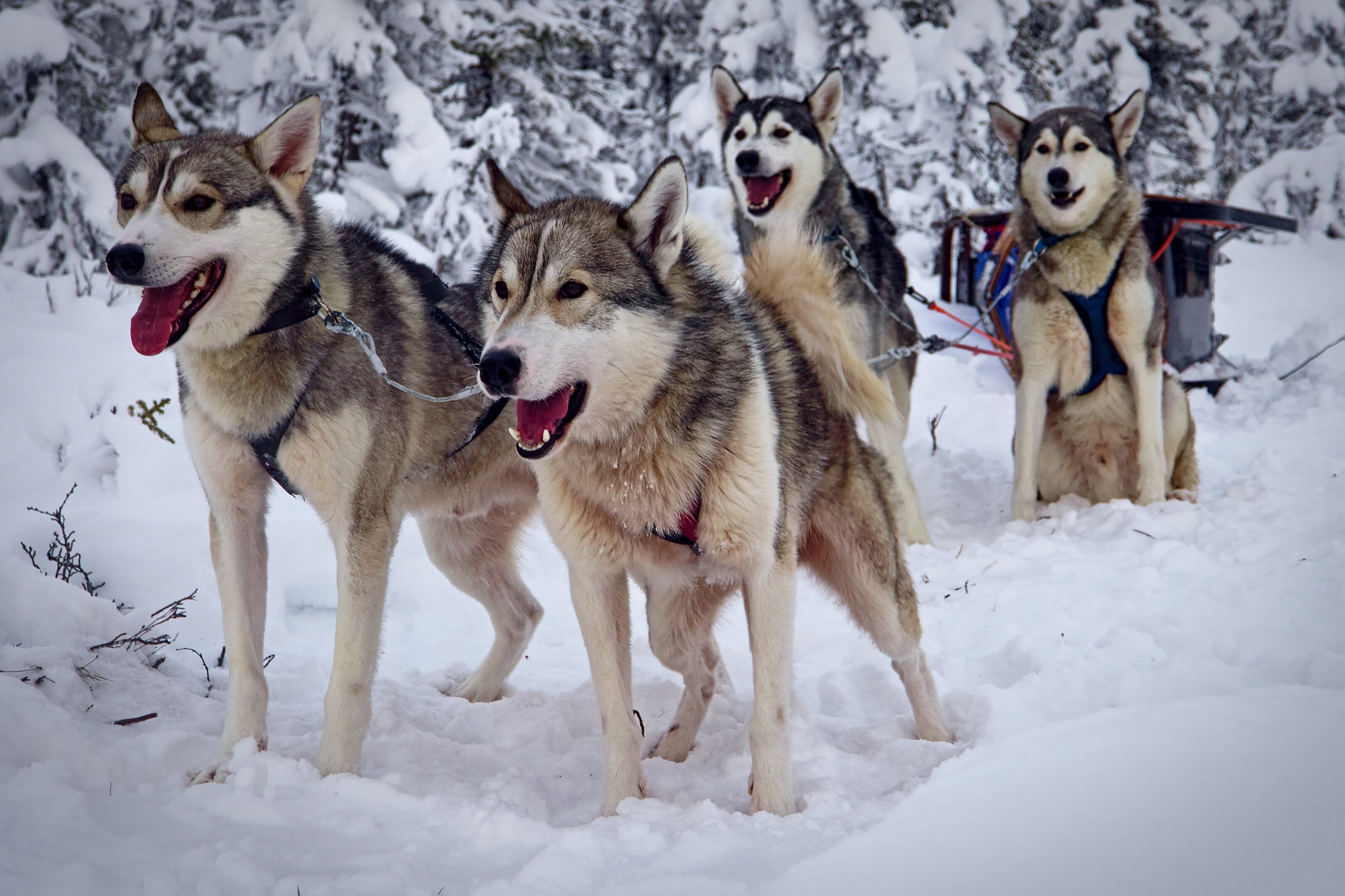 The Wild Bunch Waitung for Takeoff