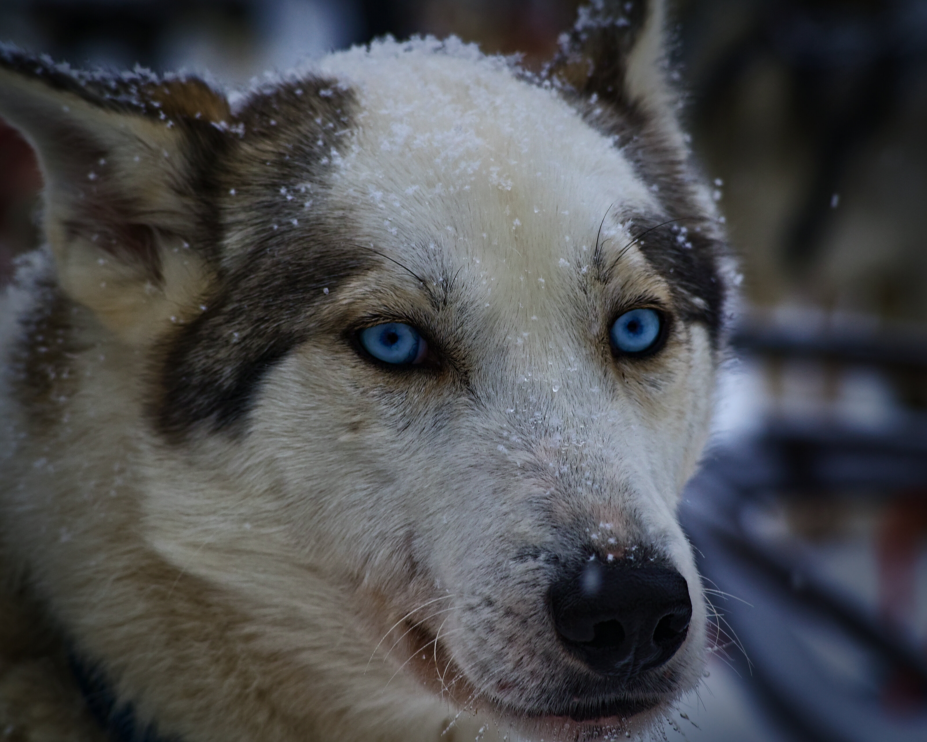Blue-eyed Husky