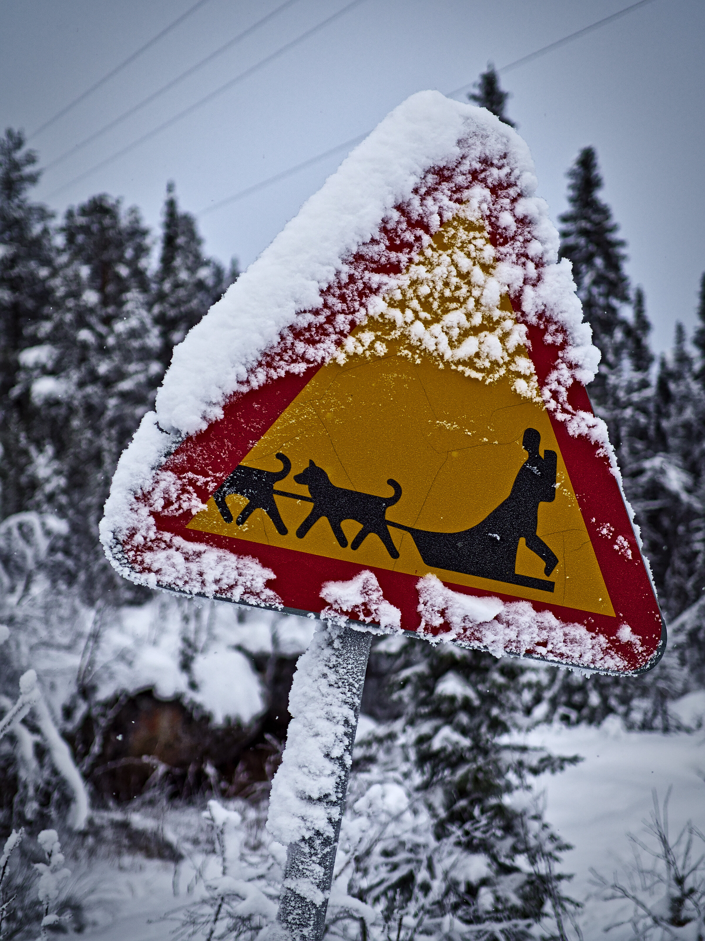 Dogsleds Crossing